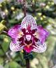 Phal. Lianher Happy Pearl